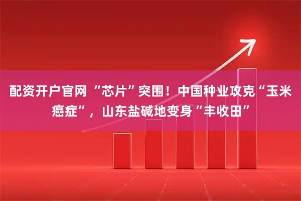 配资开户官网 “芯片”突围！中国种业攻克“玉米癌症”，山东盐碱地变身“丰收田”